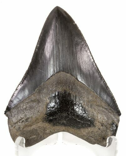 Sharp, Fossil Megalodon Tooth - Georgia #52796